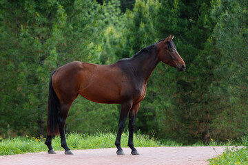 Chestnut horse with a long mane stands on natural green summer background, profile side view, exterior	 - Powered by Adobe
