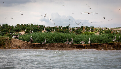 Shorebirds