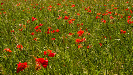 Słoneczne pole maków