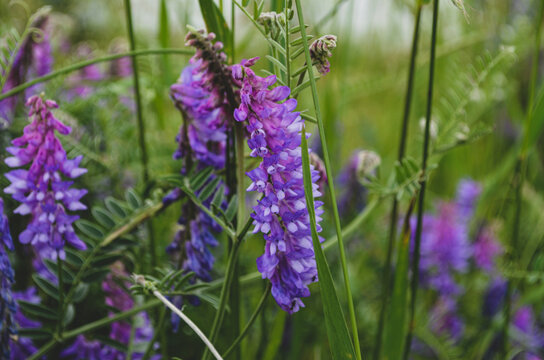 Close-up of Arctic lupine plants, with purple flowers. 