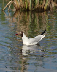 Black-headed gull close-up on the background of the pond. nature of wild birds