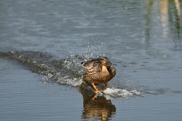 A duck glides across the water while landing on a pond. wild ducks