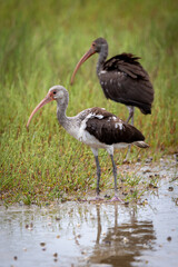 Ibis