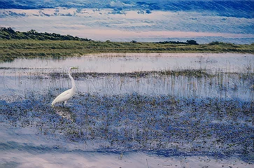 Foto op Plexiglas Artwork of Great Egret standing in the wetlands of Florida everglades.  © JMP Traveler