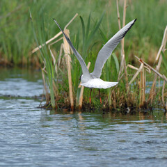 Black-headed gull in flight over the surface of a pond. nature of wild birds