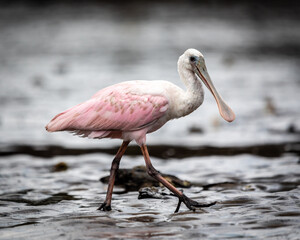 Spoonbill