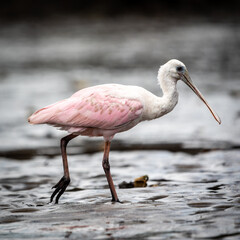 Spoonbill