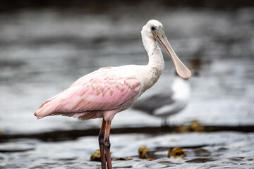 Spoonbill
