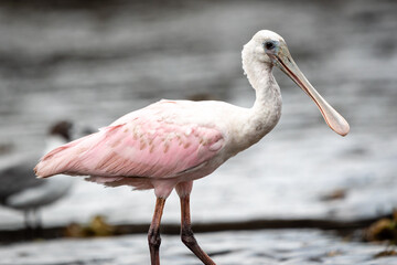 Spoonbill