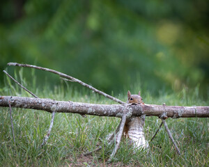 Squirrel peeking over a tree branch. 