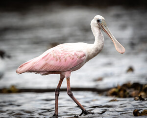Spoonbill