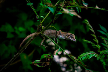 lizard on a branch