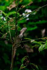 lizard on a branch