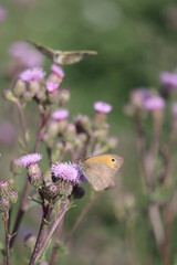 Meadow brown on Crepping Thistle