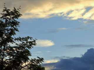Silhouette branches of rowan on the background of the evening sky. summer landscapes