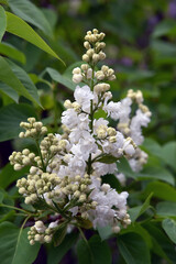 Blooming lilac trees in the Lilacs garden in Moscow