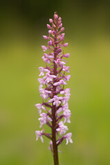 Obraz na płótnie Canvas Wild Fragrant orchid (Gymnadenia conopsea)