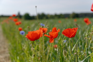 Mohn, Klatschmohn, Poppy, rote Mohnblumen am Feldrand