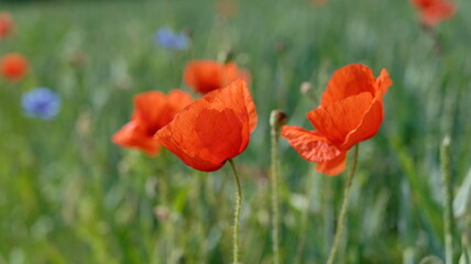 Mohn, Klatschmohn, Poppy, rote Mohnblumen am Feldrand