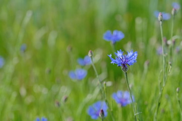 blaue Kornblume am Feldrand, cornflower