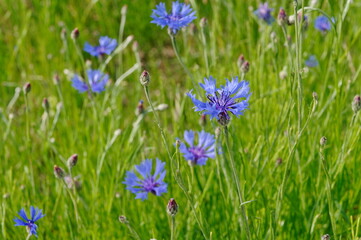 blaue Kornblume am Feldrand, cornflower