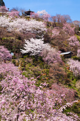 善峯寺の桜、京都