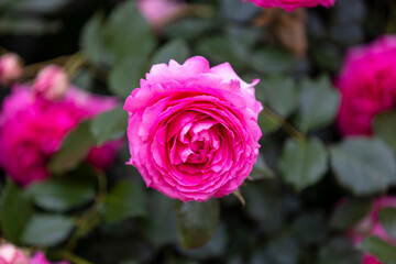 ルージュ ピエール ドゥ ロンサール