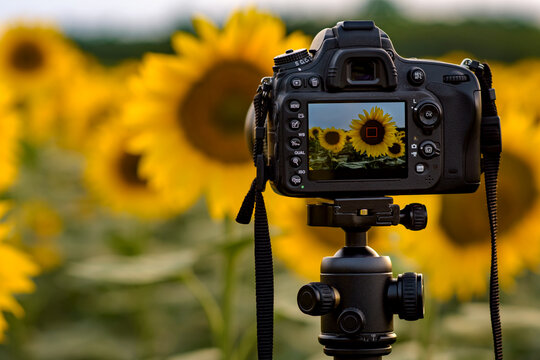 Camera capturing sunflowers field