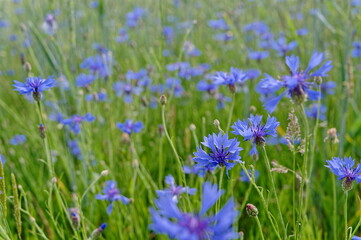Kornblumen am Feldrand, Feld Wiese und Blumen, cornflower