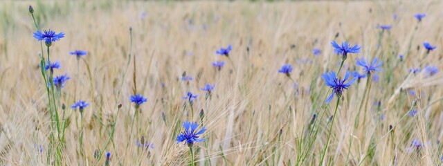 Kornblumen am Feldrand, Feld Wiese und Blumen, cornflower
