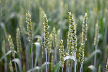 A field of green wheat
