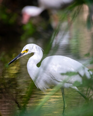 Lowcountry Life