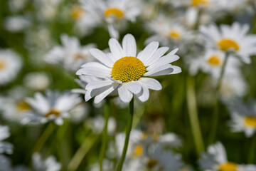 Chamomile close-up on the background of the meadow