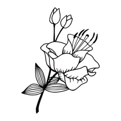 Flower Lily Apercot. Vector stock illustration eps10. Isolate on white background, outline, hand drawing.
