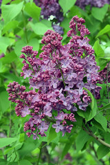 Blooming lilac trees in the Lilacs garden in Moscow