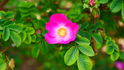 Rosier en gros plan avec la fleur complètement ouverte
