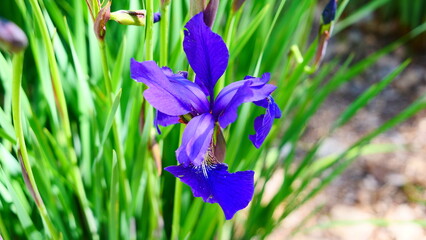 Iris bleu en gros plan © Francis