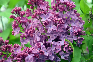 Blooming lilac trees in the Lilacs garden in Moscow