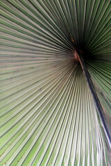 Macro shot of big palm leaf