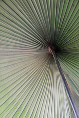 Macro shot of big palm leaf