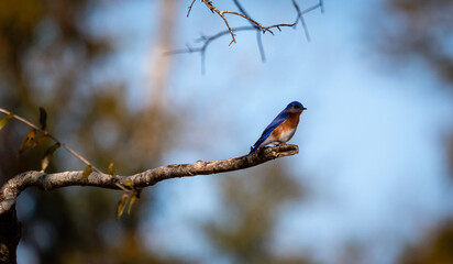 Lowcountry Wildlife