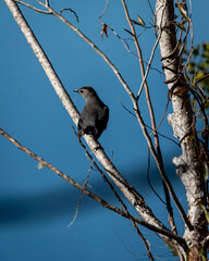 Lowcountry Wildlife