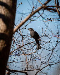 Lowcountry Wildlife