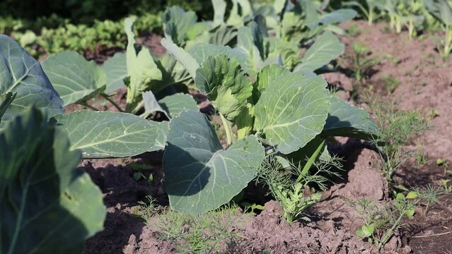 Seedling of cabbage. Small seedlings of young cabbage. Seedling of vegetables in the ground, growing seedlings in open field. High quali