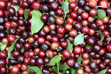 cranberry stock on shop for sell