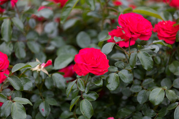 エルベショーン