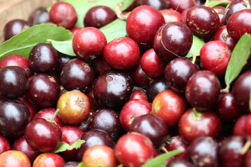 cranberry stock on shop for sell