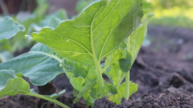 Beds with cabbage in the garden on a sunny day. Cabbage closeup. High quality Full HD footage