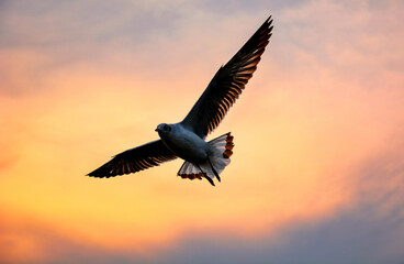 eagle in flight