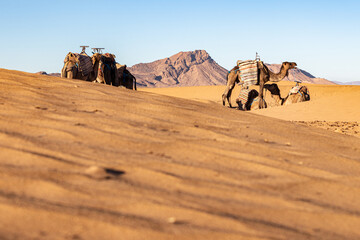 Fototapeta na wymiar Camels in Zagora Desert, Zagora, Morocco, Mai 2022